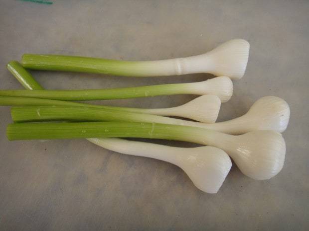 green garlic for Polenta Tart with Green Garlic and Spinach