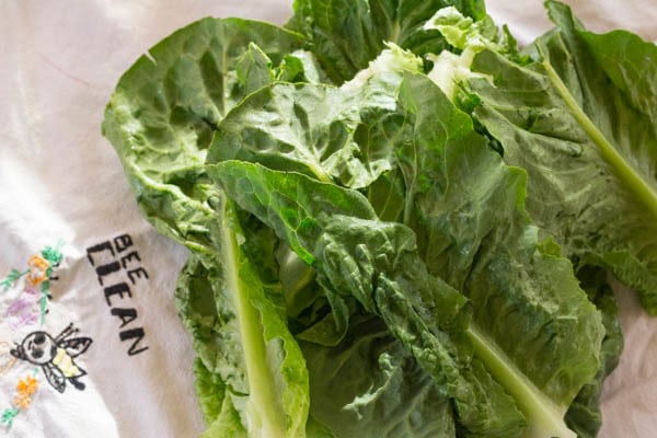 washed romaine lettuce on white towel with Bee Clean embroidery