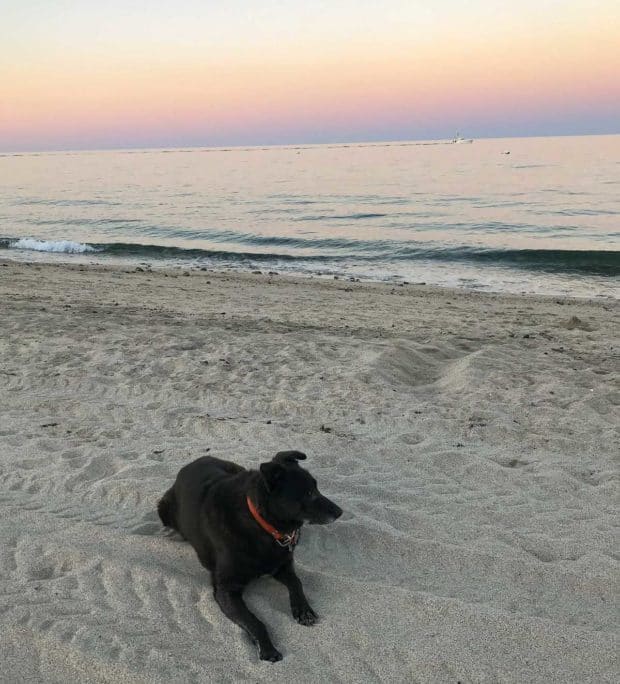 Carlosdog in Baja, on the beach at dusk. Looking east out at the Sea of Cortez.
